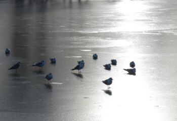 Лившиц чайки на льду